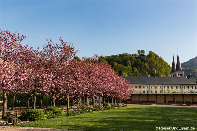 Japanische Kirschblüten im Kurgarten von Berchtesgaden