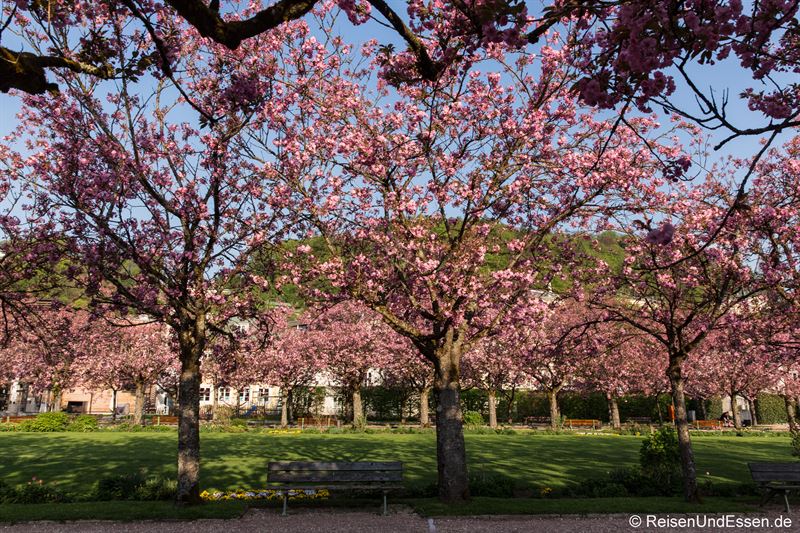 Japanische Kirschbäume in Blüte im Kurgarten von Berchtesgaden