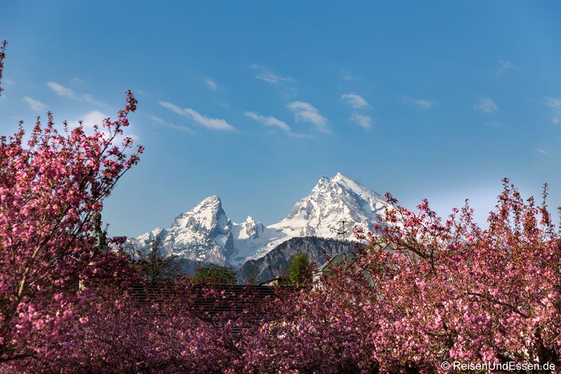 Watzmann und Kirschblüte in Berchtesgaden
