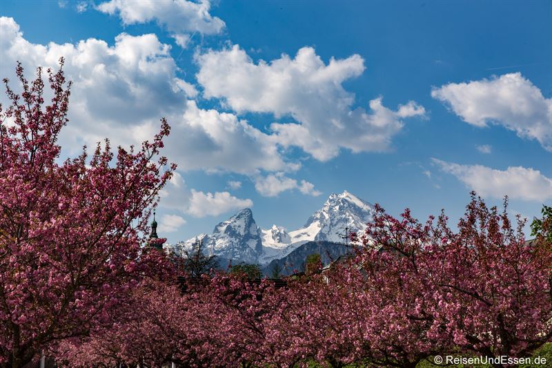 Read more about the article Berchtesgaden – Japanische Kirschblüte, Watzmann und Königssee