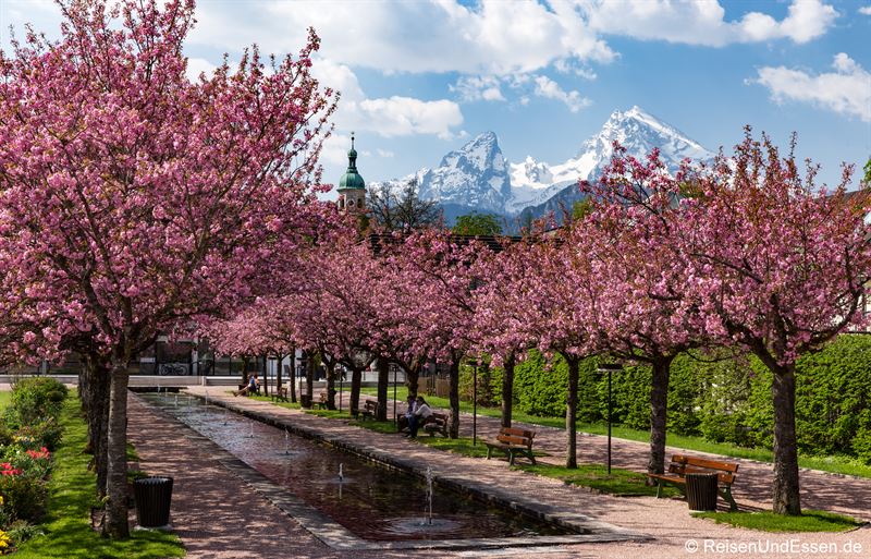 Watzmann und Kirschblüte in Berchtesgaden
