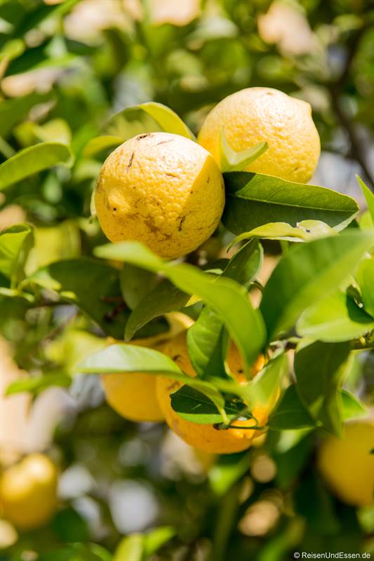 Zitrone im Orangenparterre in den Herrenhäuser Gärten