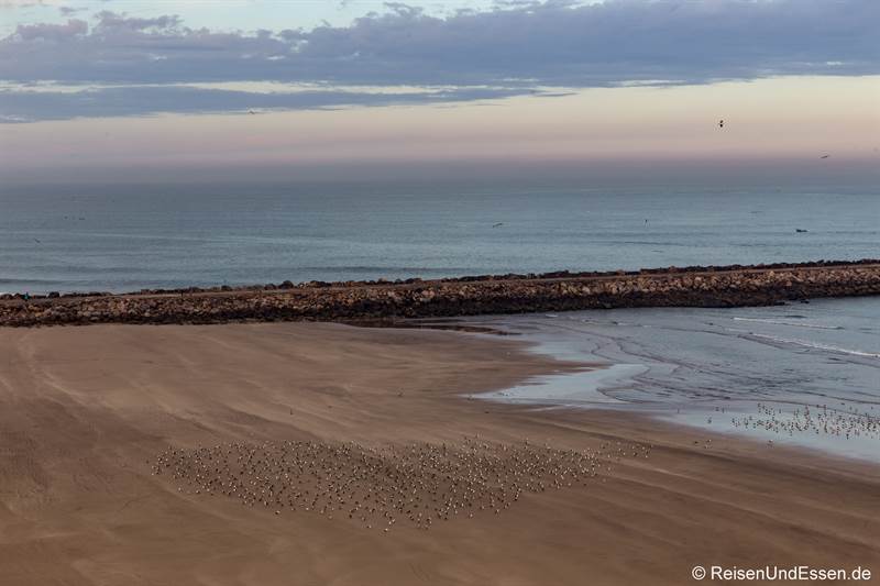 Möwen am Meer in Rabat
