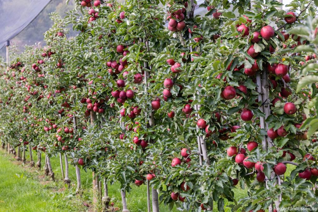 Reihe mit Apfelbäumen - Genuss in Hagnau