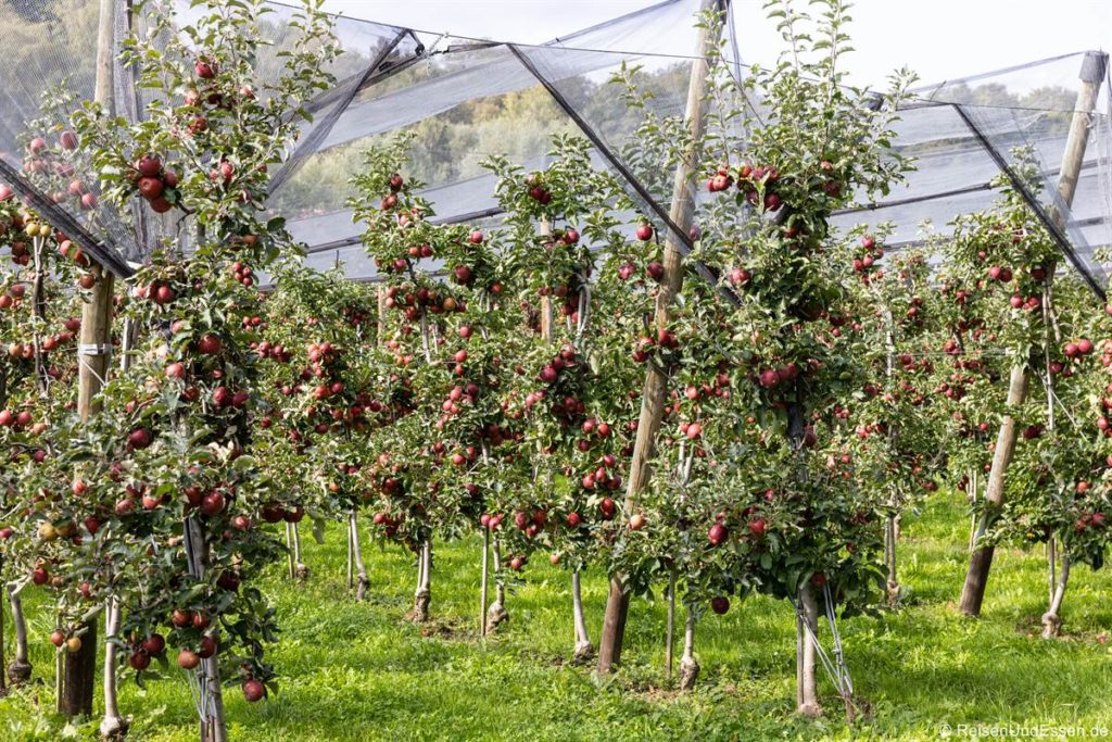 Apfelanbau in Hagnau am Bodensee