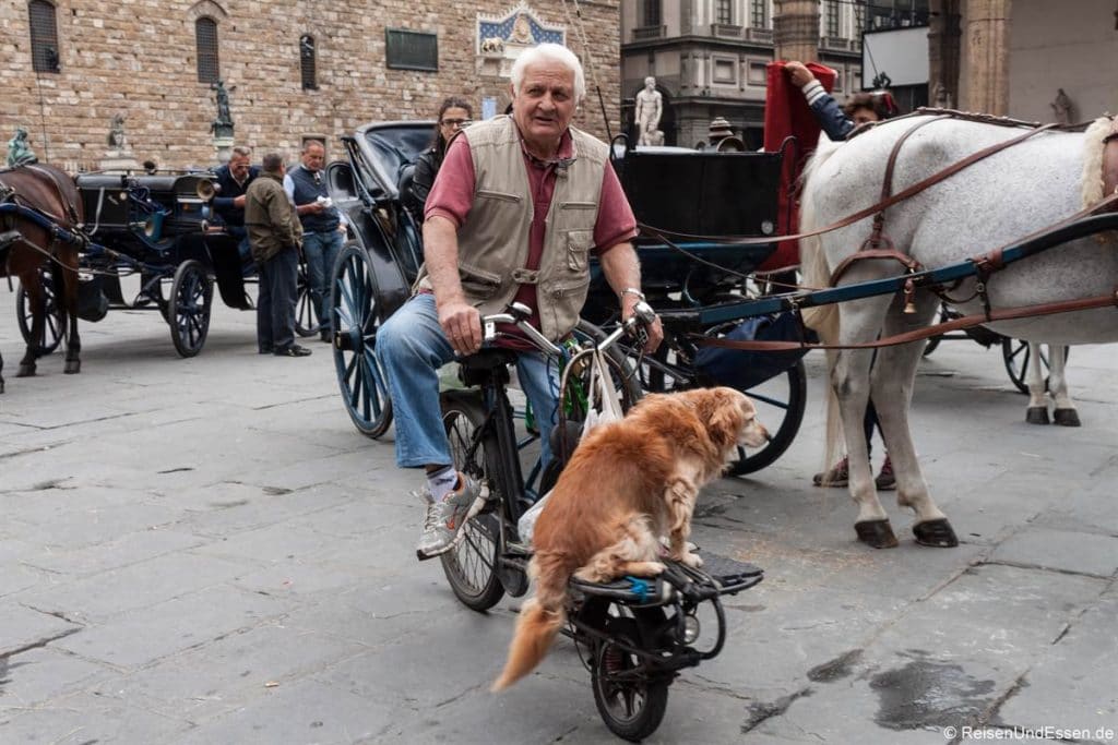 Kutschen und Hund auf der Piazza della Signoria