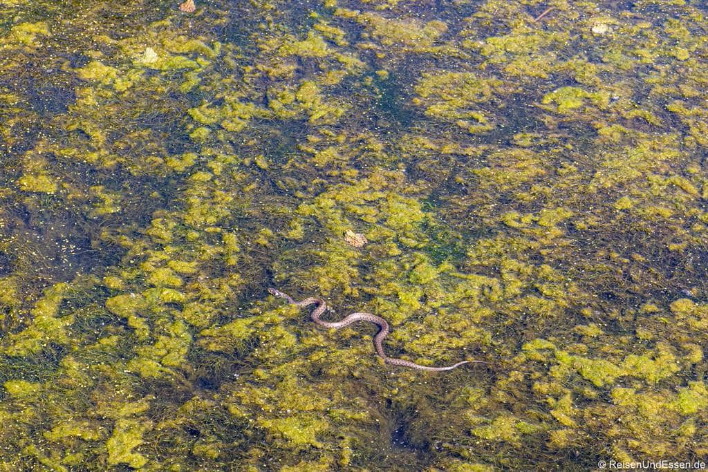 Schlange und Frosch im Naturschutzgebiet Baltata