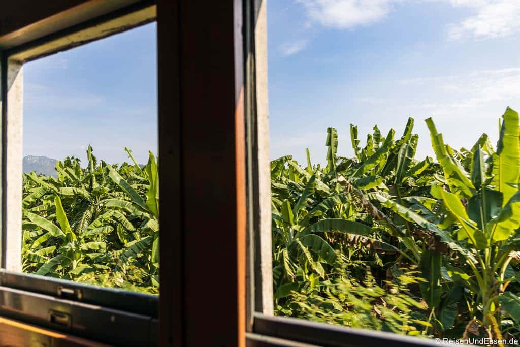Blick vom Zug auf Bananenplantage in der Provinz Kanchanaburi