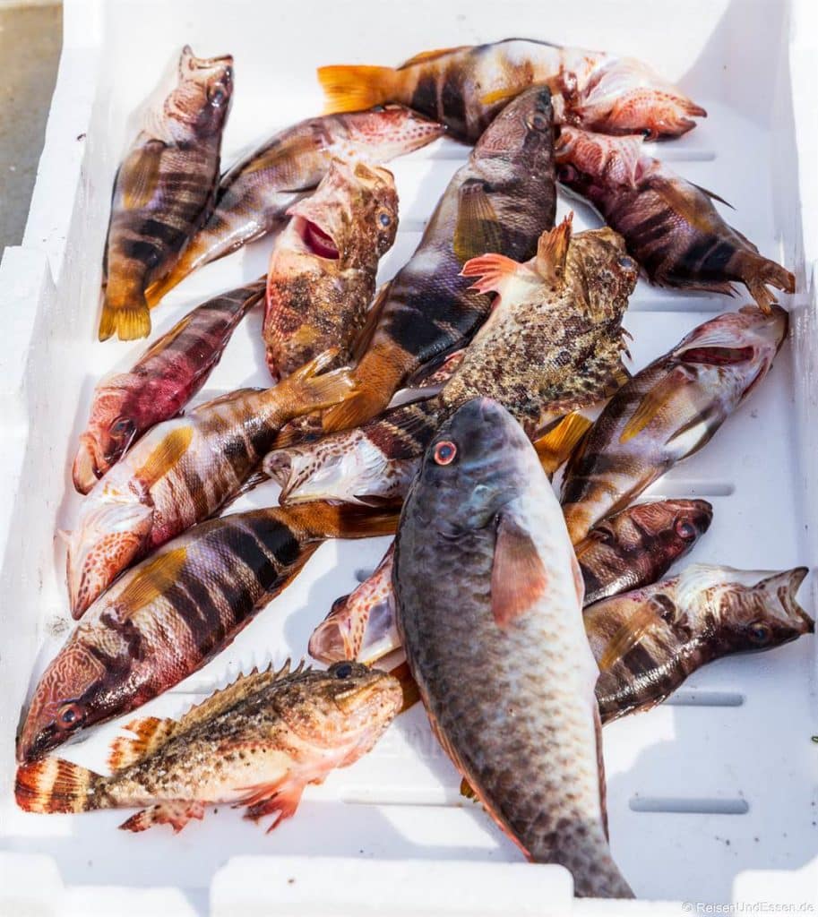Mehrere frisch gefangene Fische verschiedener Arten und Größen liegen auf einem weißen Schaumstofftablett. Die Fische variieren in Farbe und Musterung, einschließlich gestreifter und gepunkteter Markierungen, mit einem größeren grauen Fisch im Vordergrund. Das Bild ist gut beleuchtet und hebt die Details der Fische hervor.