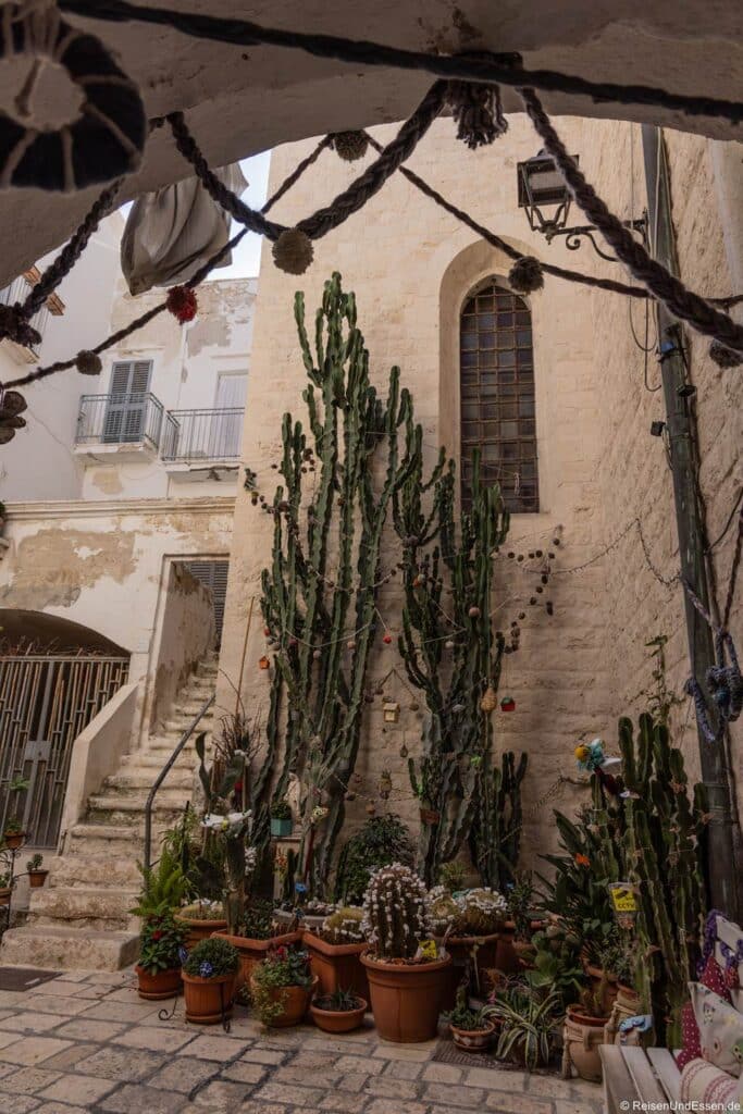 Ein hoch aufragender, vielverzweigter Kaktus steht vor der Steinmauer eines alten Gebäudes in einem Innenhof. An seinem Fuß stehen mehrere Topfpflanzen, während sich dekorative Schnüre mit kleinen Ornamenten über die Kaktuszweige schlängeln.